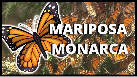 mariposa videos